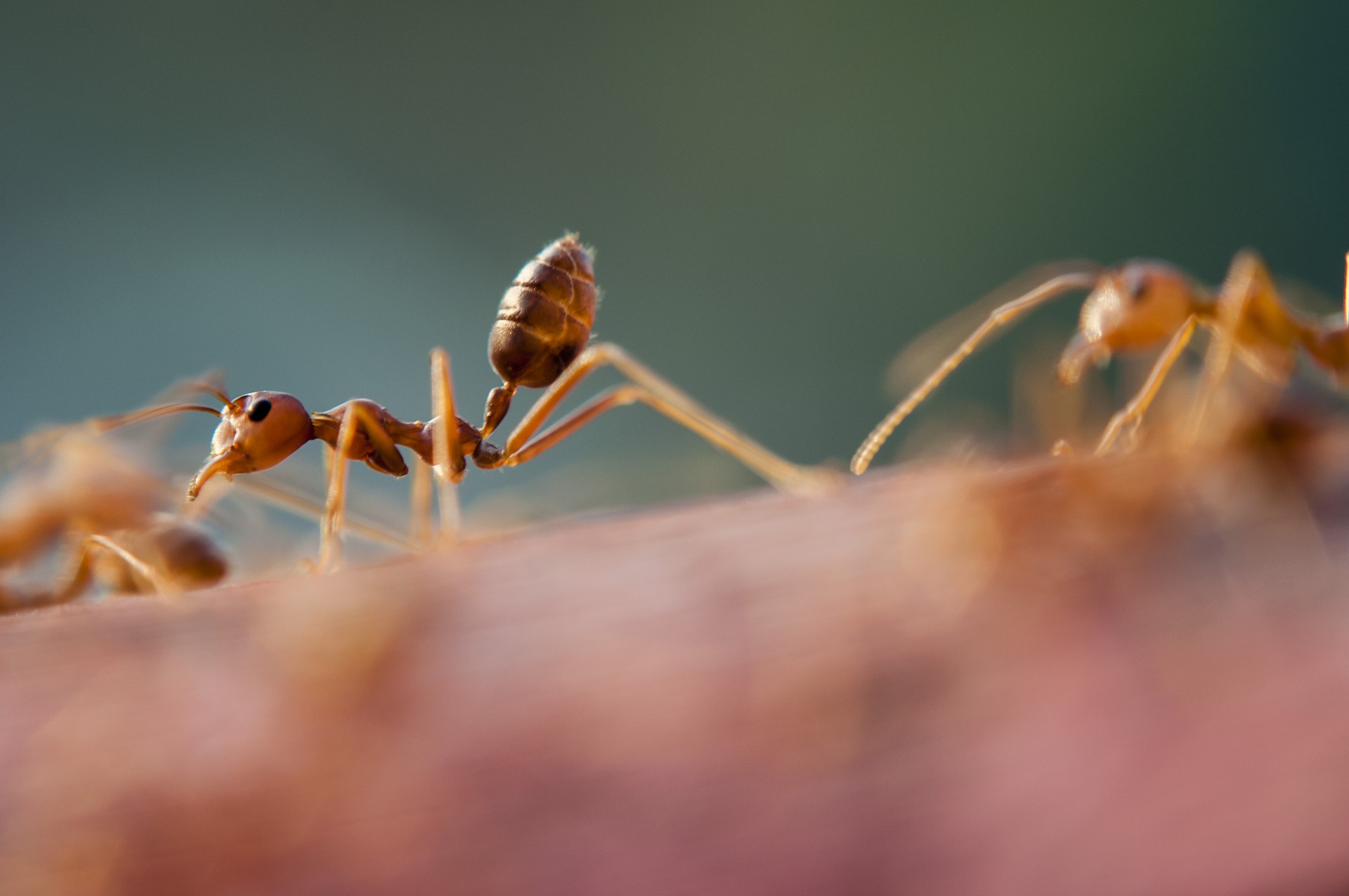 Usuwanie i dezynsekcja mrówki Warszawa